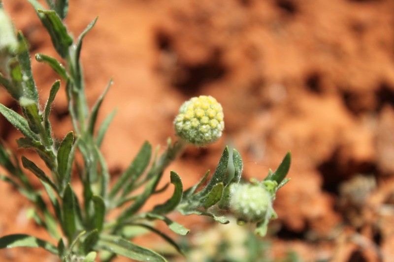 Pycnosorus pleiocephalus photo 2