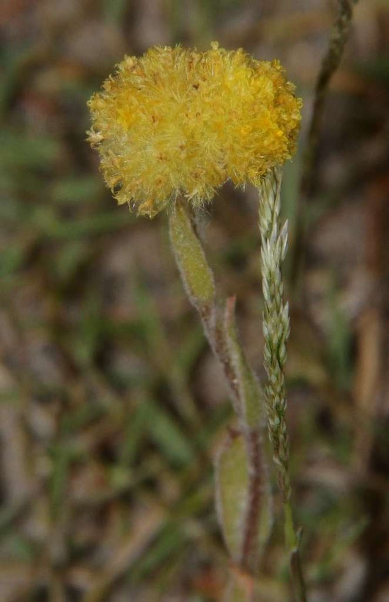 Pycnosorus pleiocephalus photo 3