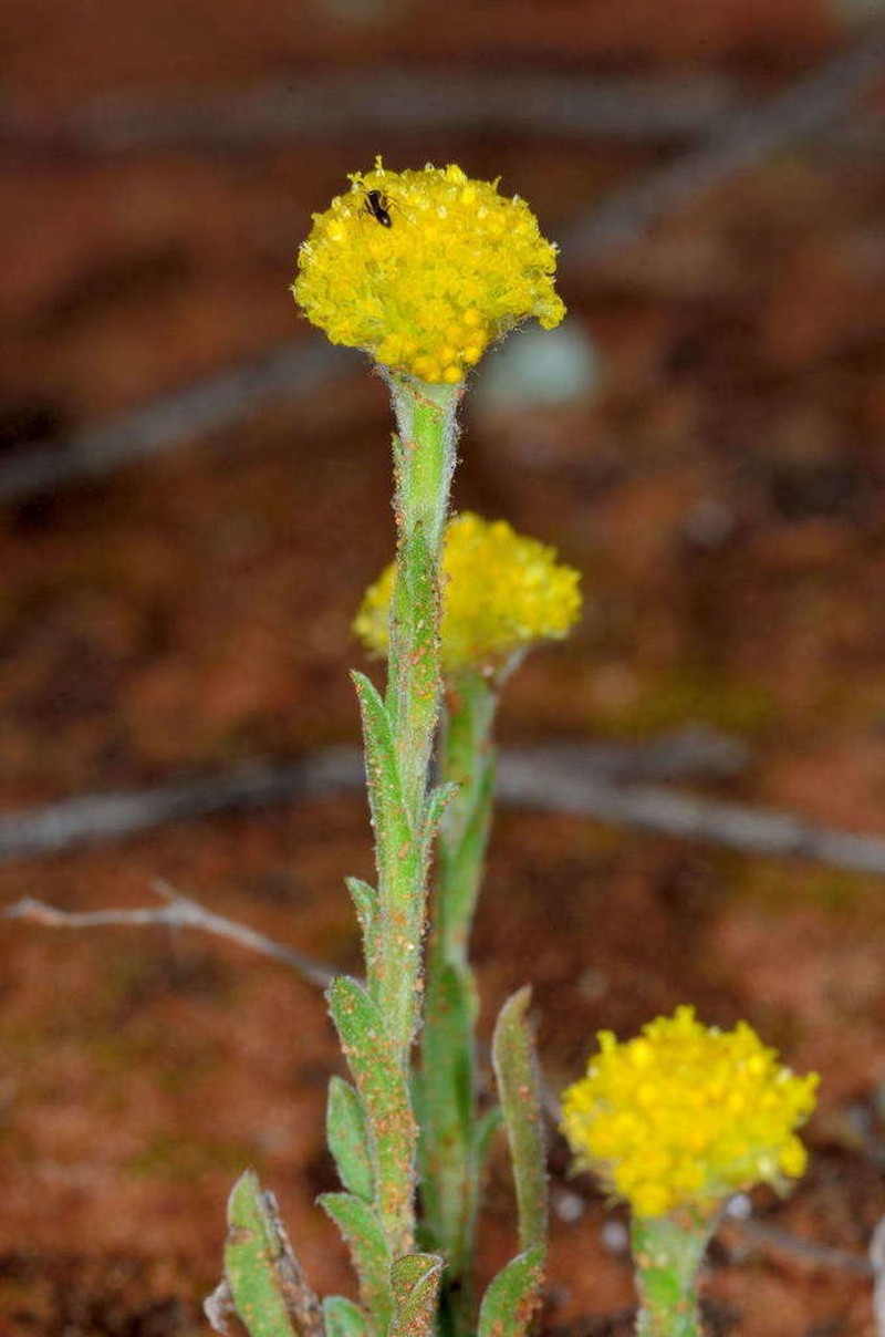 Pycnosorus pleiocephalus photo 4