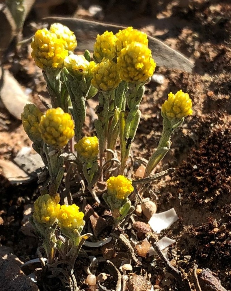 Pycnosorus pleiocephalus photo 7
