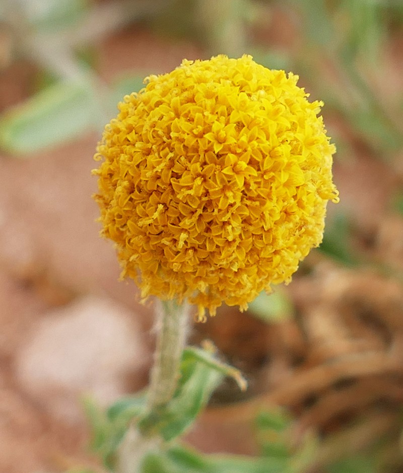 Pycnosorus pleiocephalus photo 8