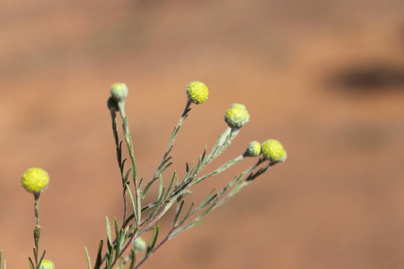 Pycnosorus thompsonianus