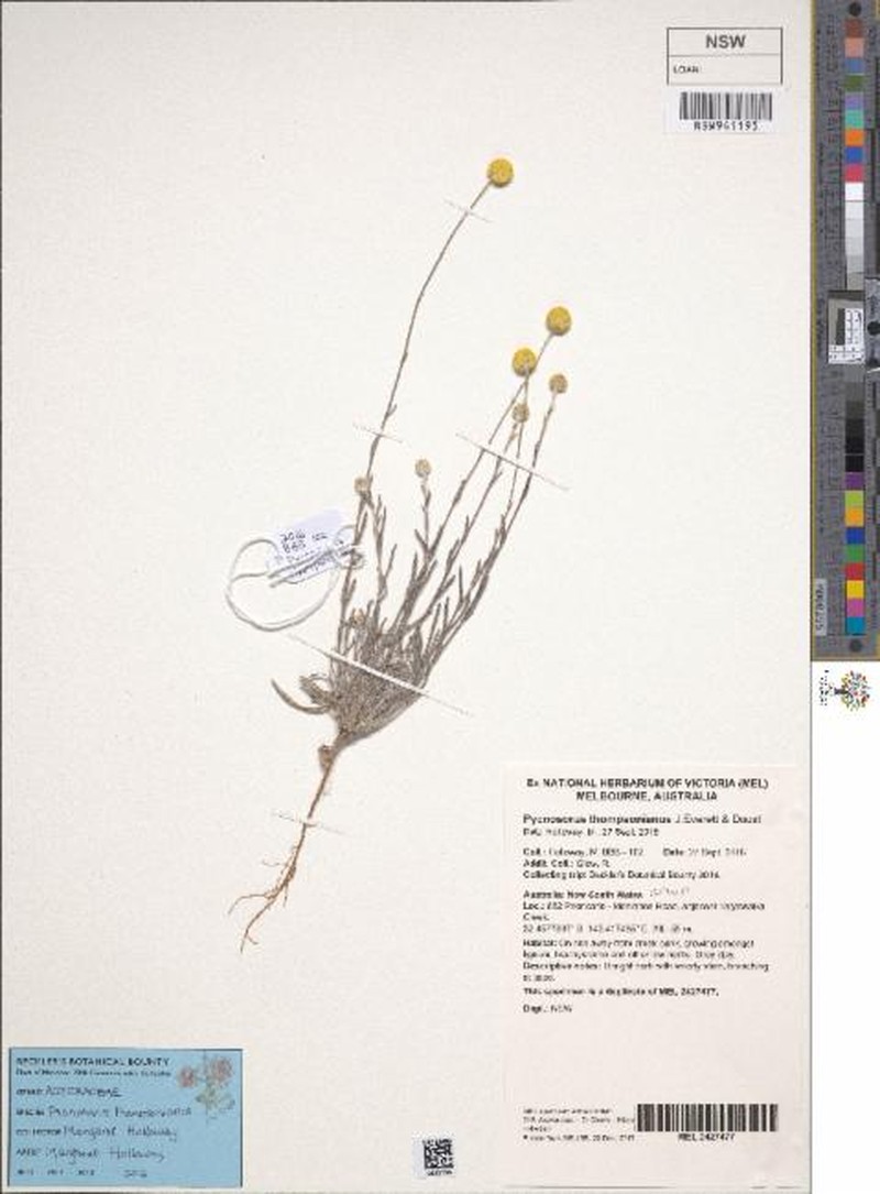 Pycnosorus thompsonianus photo 2