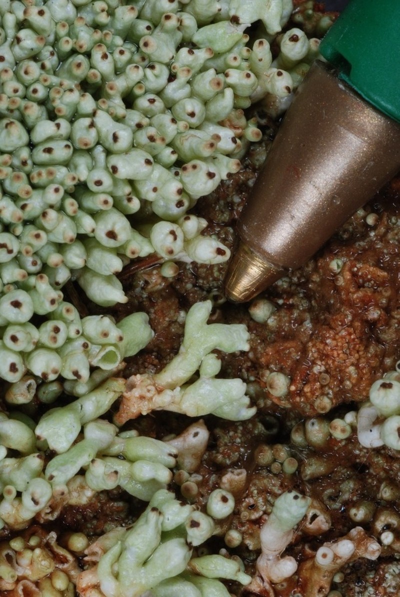 Pycothelia Lichen