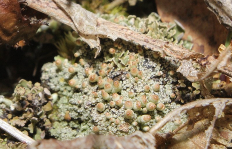 Pycothelia Lichen photo 2