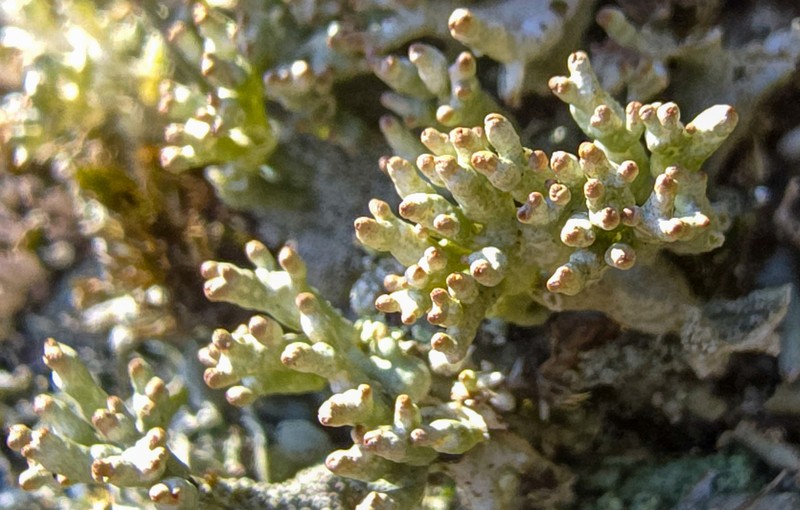 Pycothelia Lichen photo 3