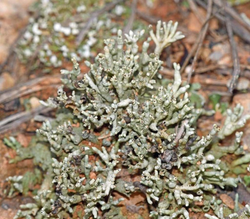 Pycothelia Lichen photo 4
