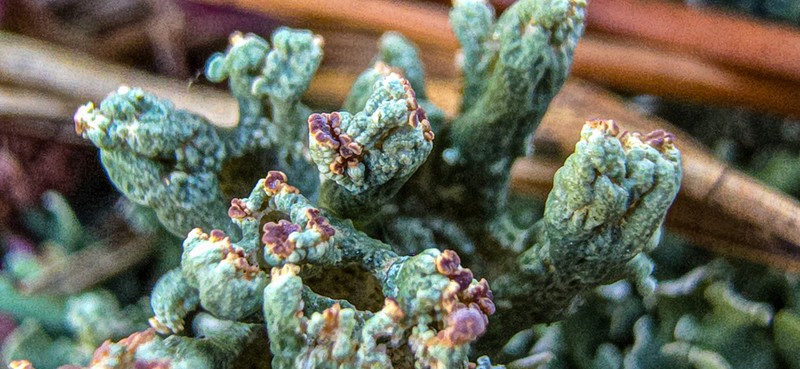 Pycothelia Lichen photo 5