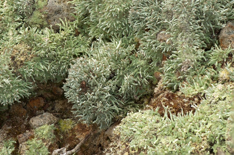 Pycothelia Lichen photo 6