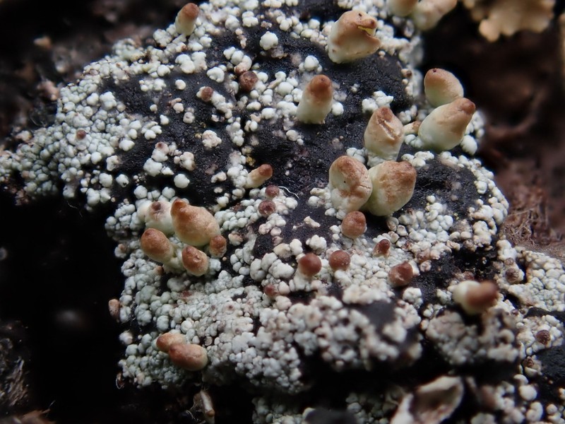 Pycothelia Lichen photo 7