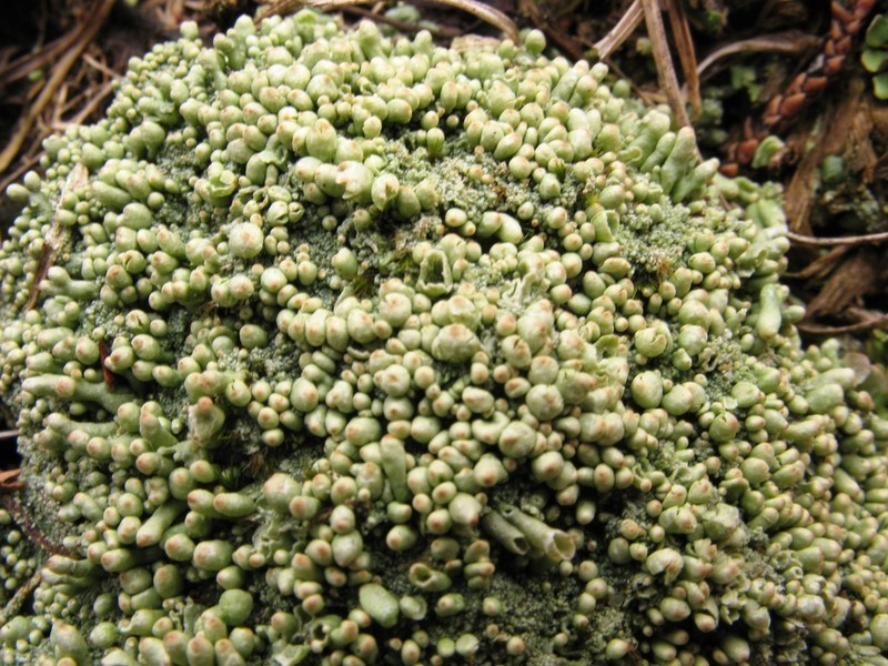 Pycothelia Lichen photo 8