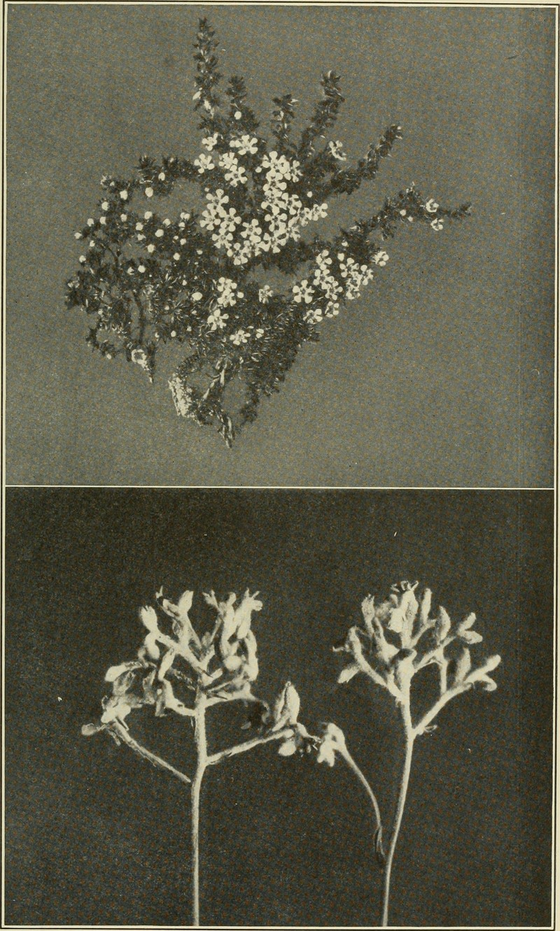 Flowering Pixiemoss photo 4