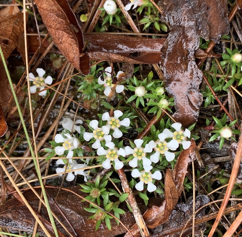Flowering Pixiemoss photo 5