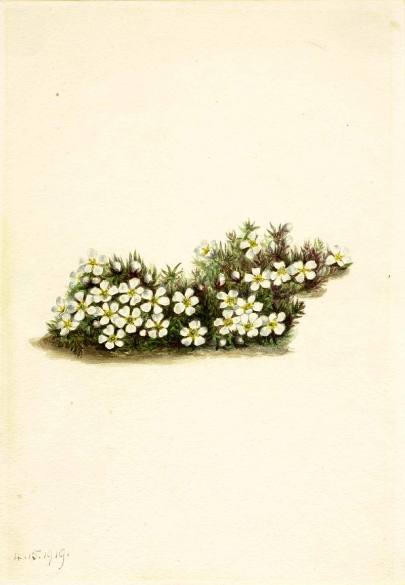 Flowering Pixiemoss photo 2