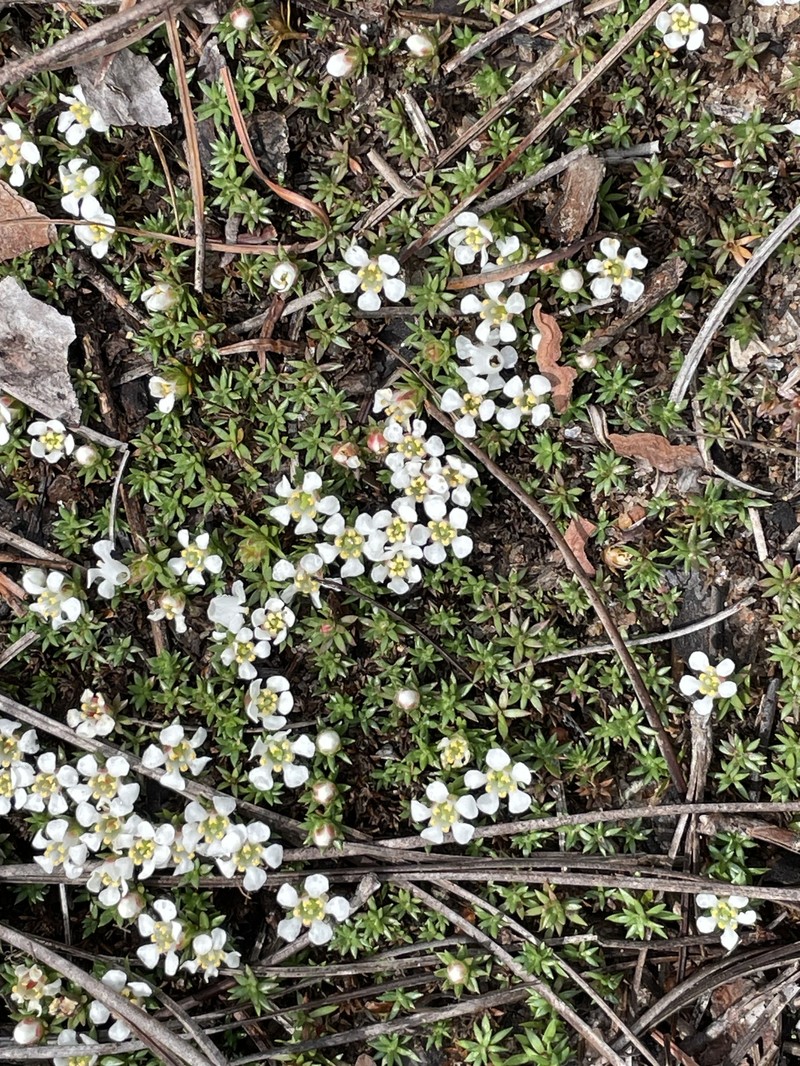 Littleleaf Pixiemoss