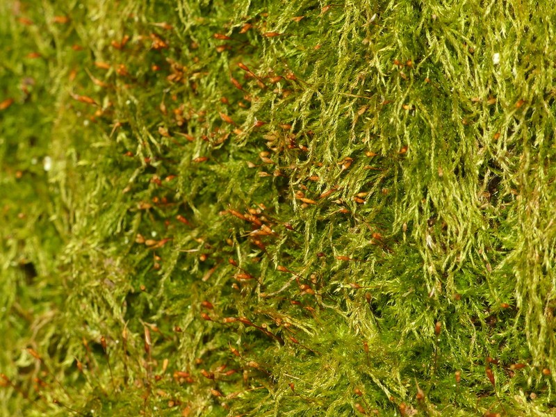 Pylaisiadelpha Moss