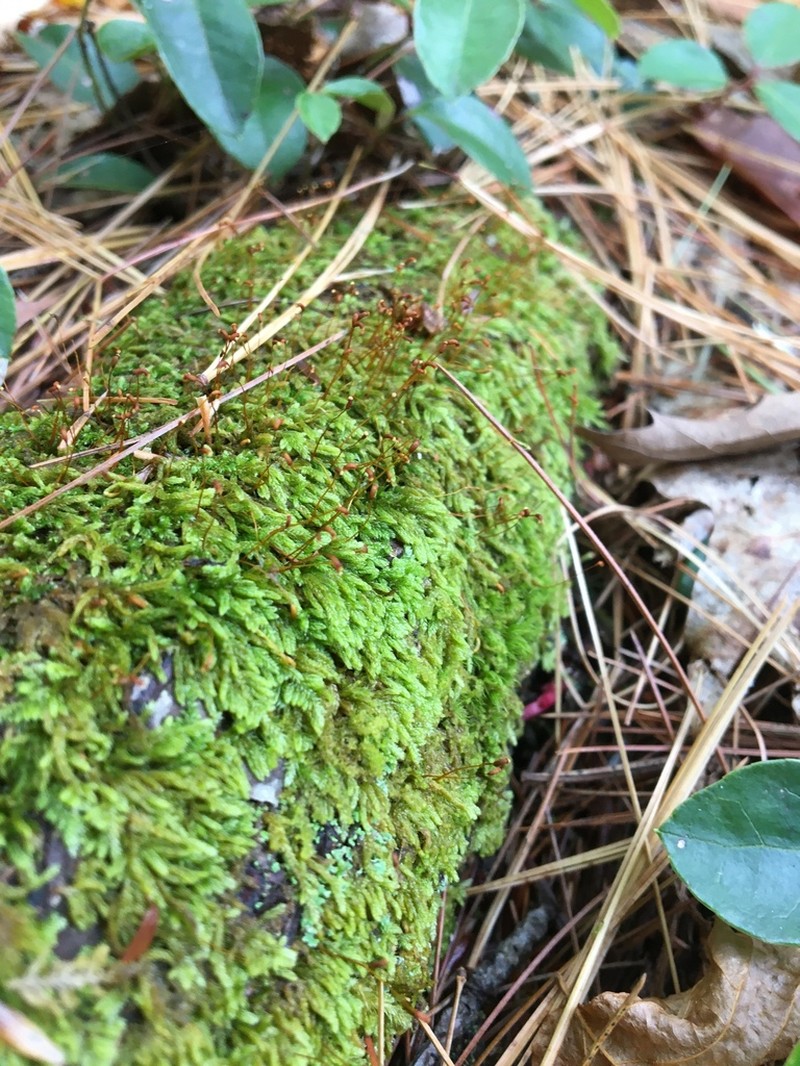 Pylaisiadelpha Moss photo 2