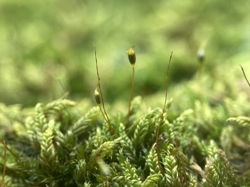 Pylaisiadelpha Moss photo 3