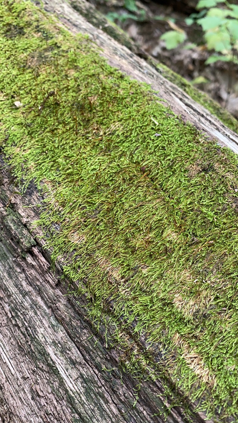 Pylaisiadelpha Moss photo 4