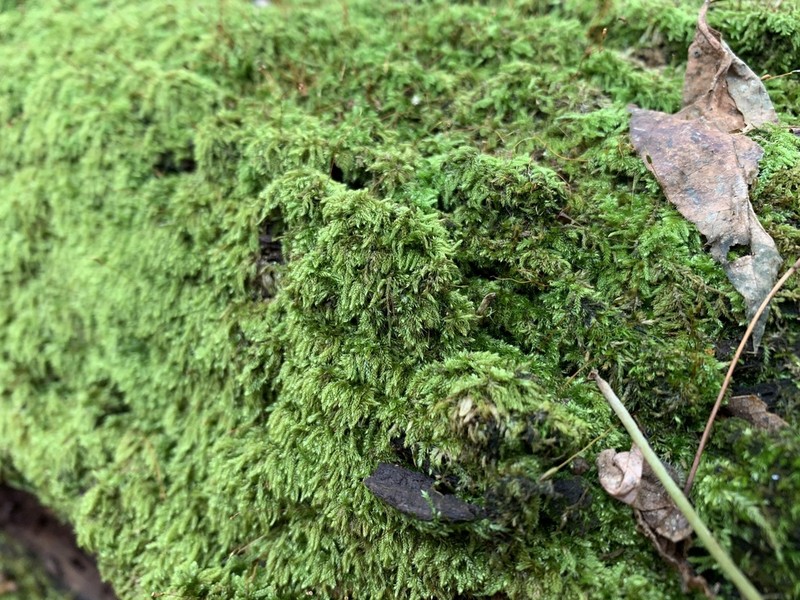Pylaisiadelpha Moss photo 5