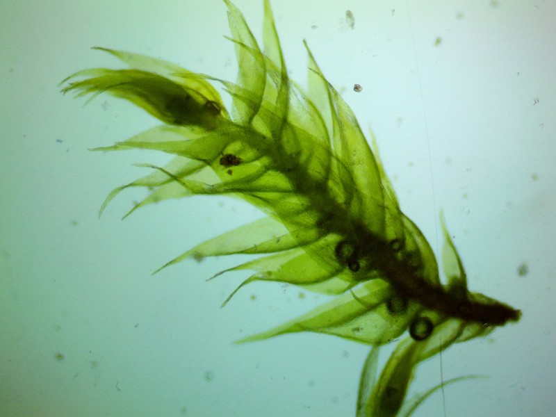 Pylaisiadelpha Moss photo 6