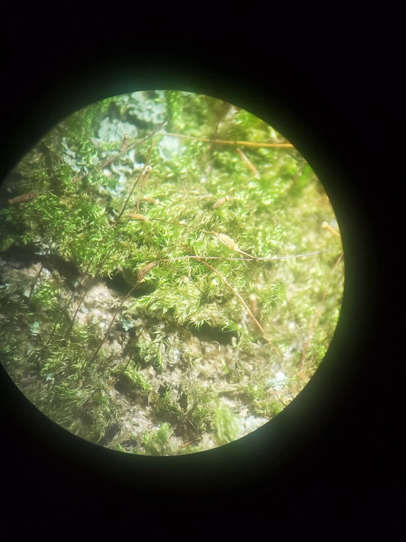 Pylaisiadelpha Moss photo 7