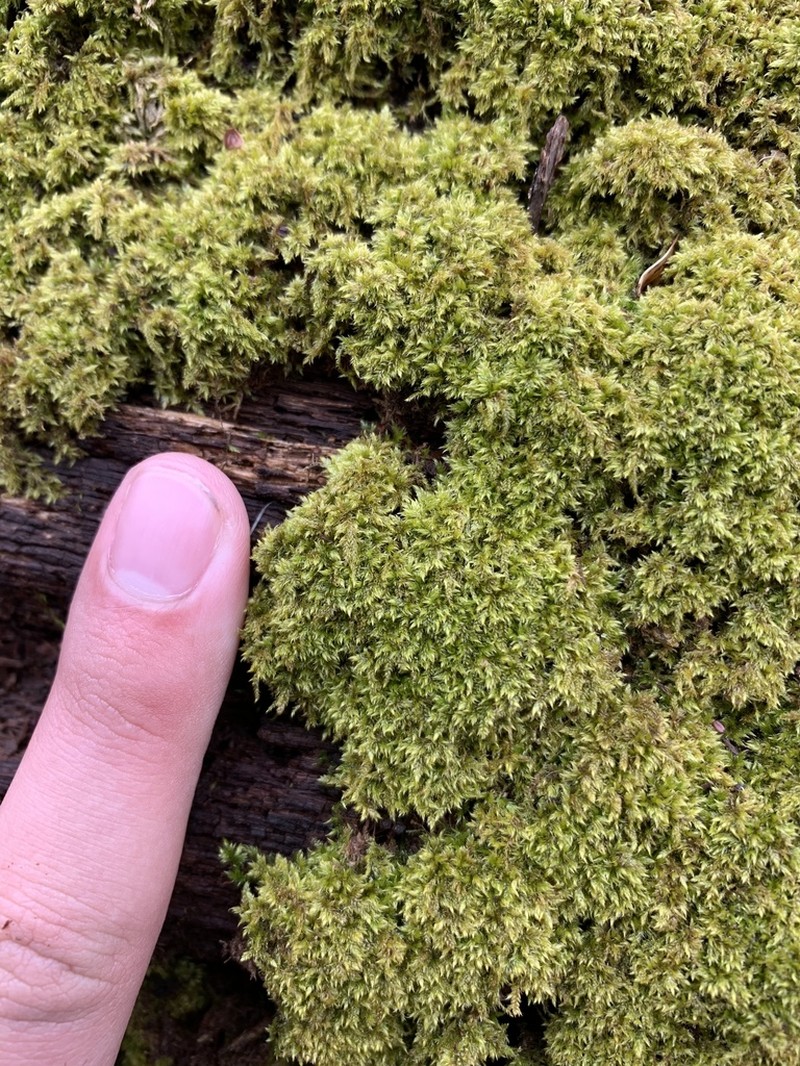 Pylaisiadelpha Moss photo 8