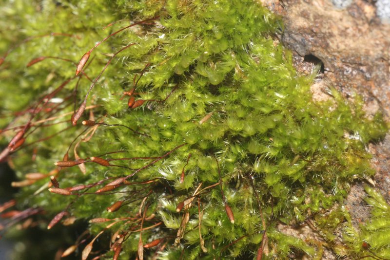 Pylaisiella Moss