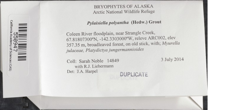 Pylaisiella Moss