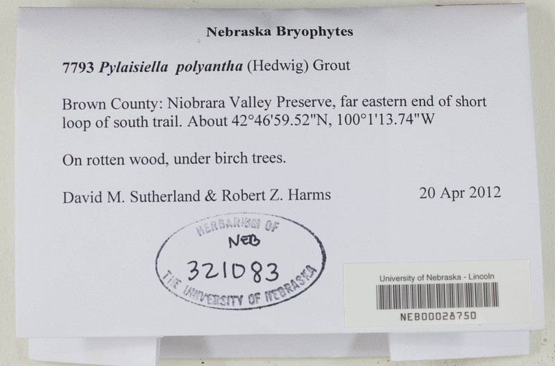 Pylaisiella Moss photo 2