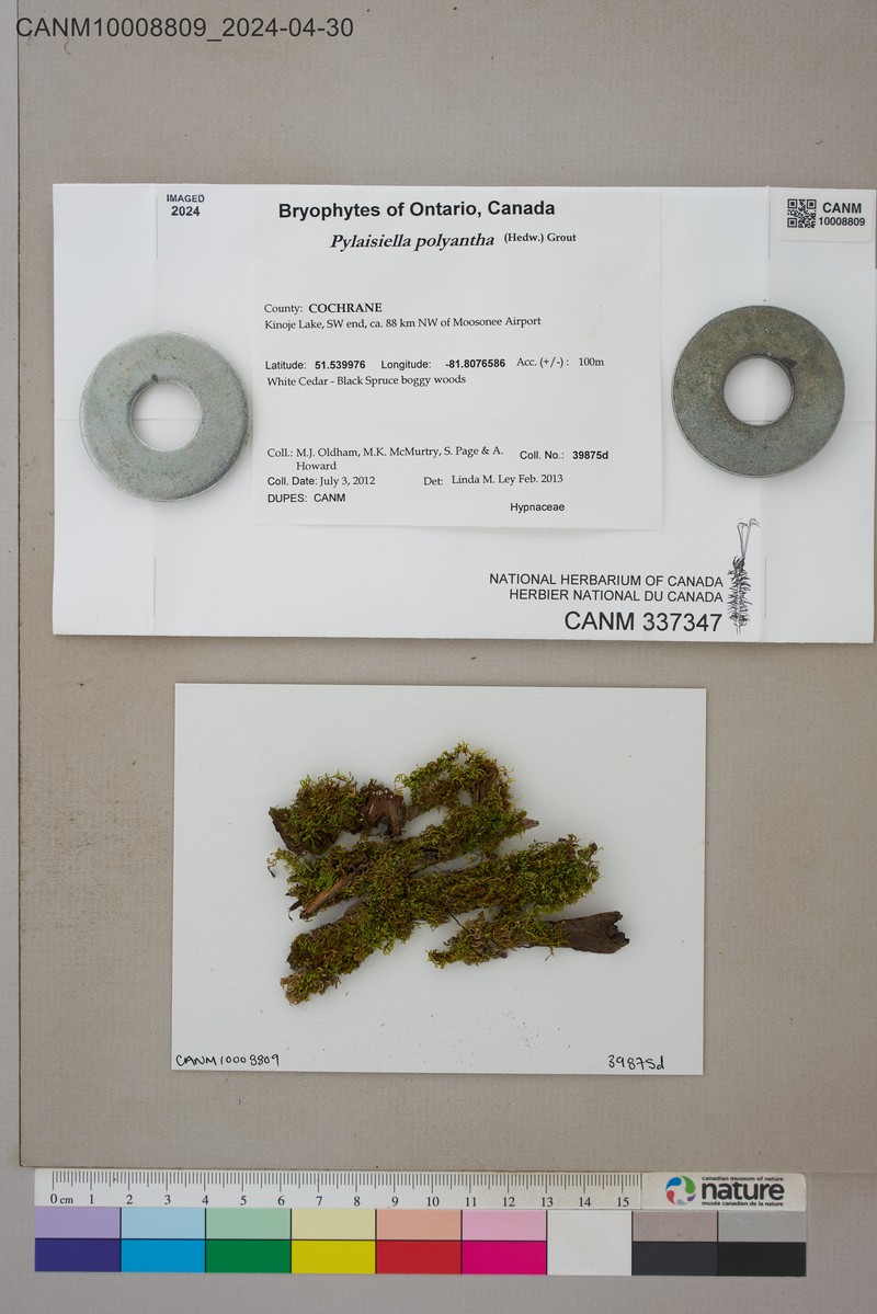 Pylaisiella Moss photo 3