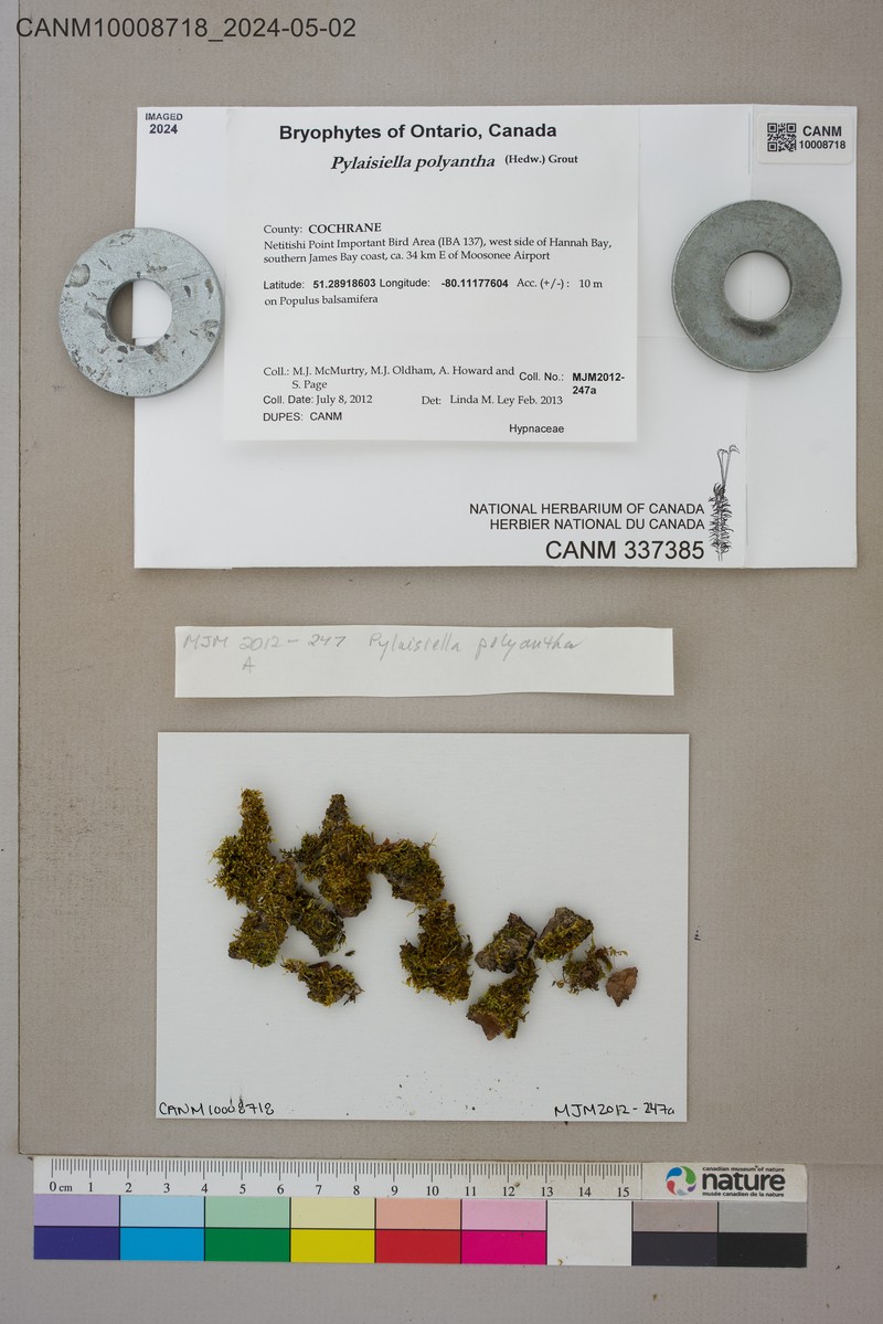 Pylaisiella Moss photo 4