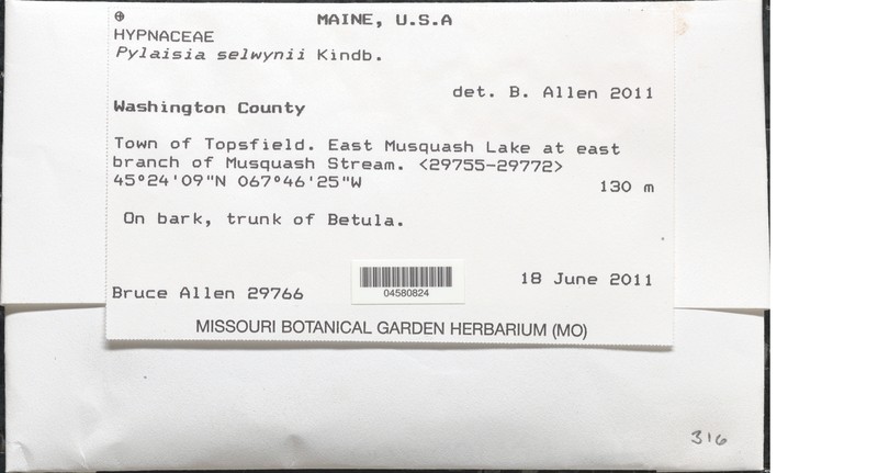 Selwyn's Pylaisiella Moss