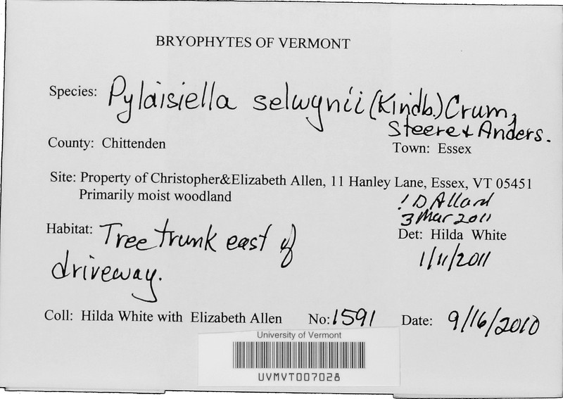 Selwyn's Pylaisiella Moss photo 3