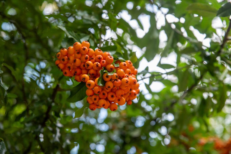 Narrowleaf Firethorn photo 5