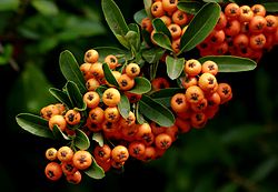 Narrowleaf Firethorn