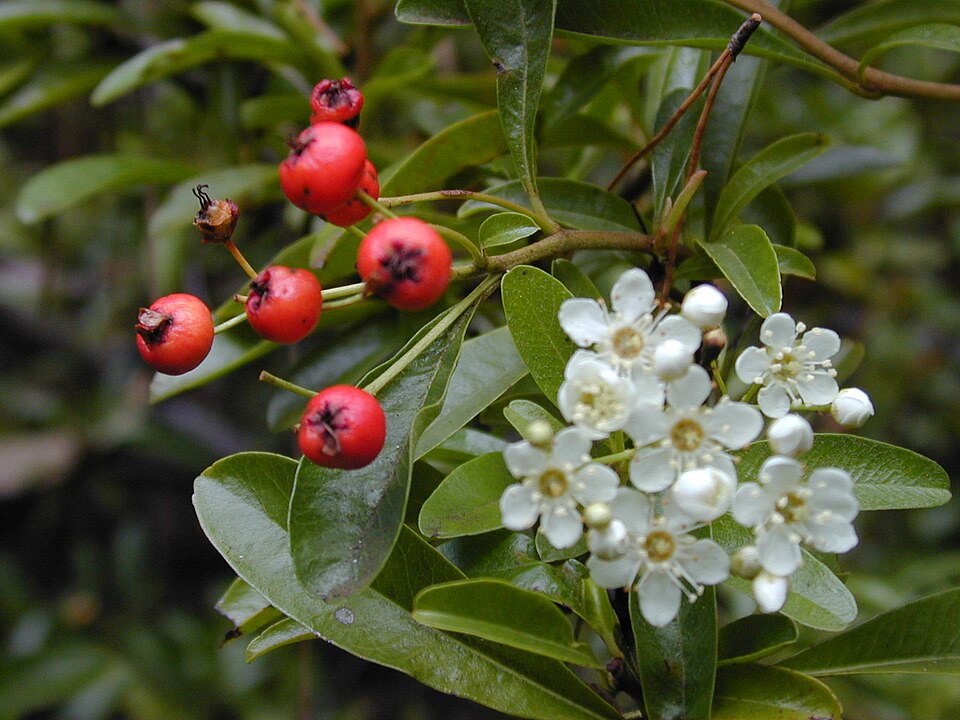 Narrowleaf Firethorn photo 6