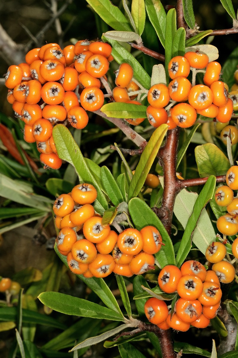 Narrowleaf Firethorn photo 2