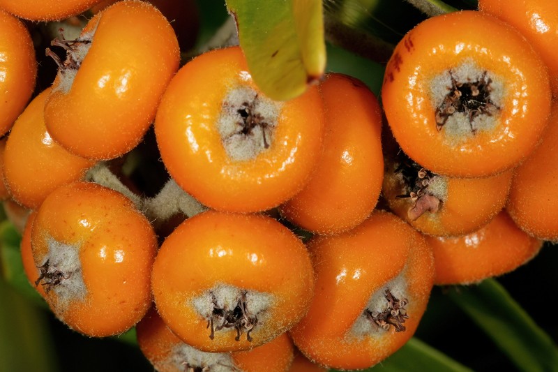 Narrowleaf Firethorn photo 3