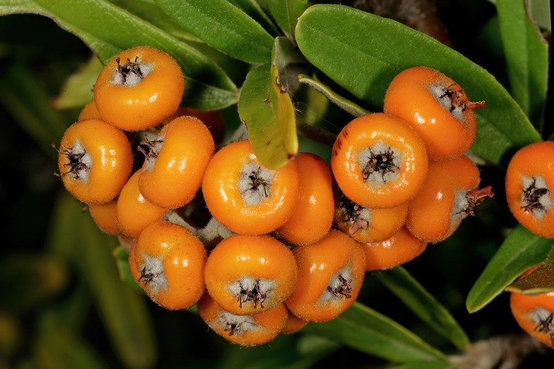 Narrowleaf Firethorn photo 4