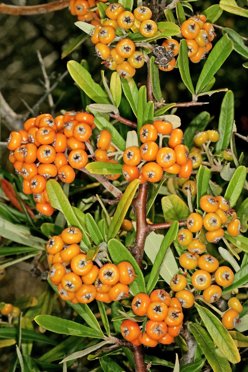 Narrowleaf Firethorn photo 7