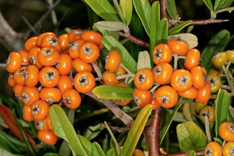 Narrowleaf Firethorn photo 8