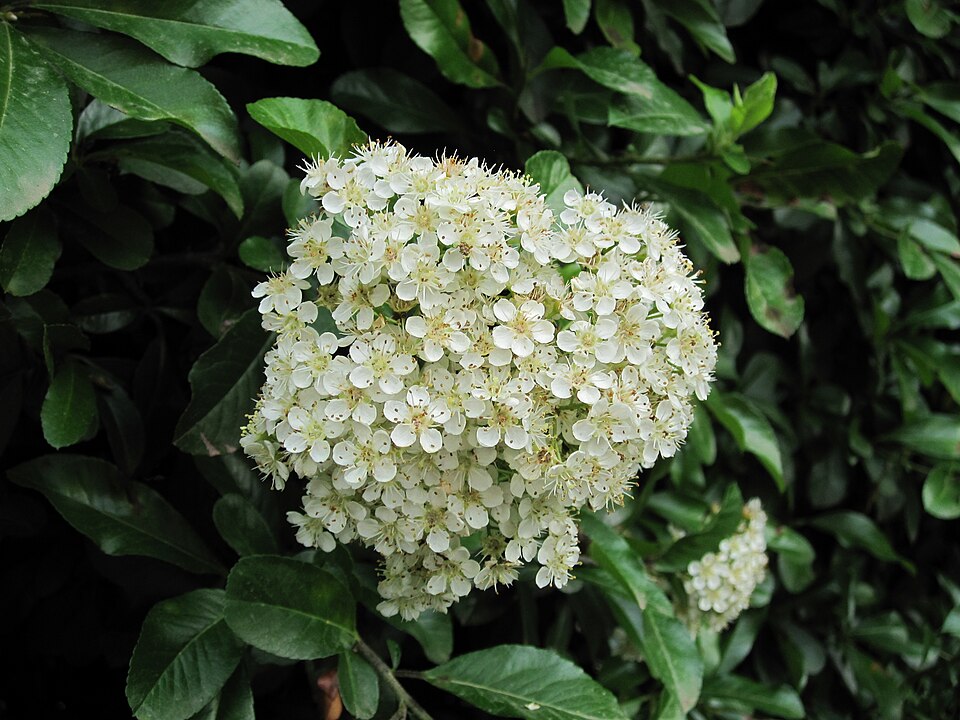 Scarlet Firethorn photo 5