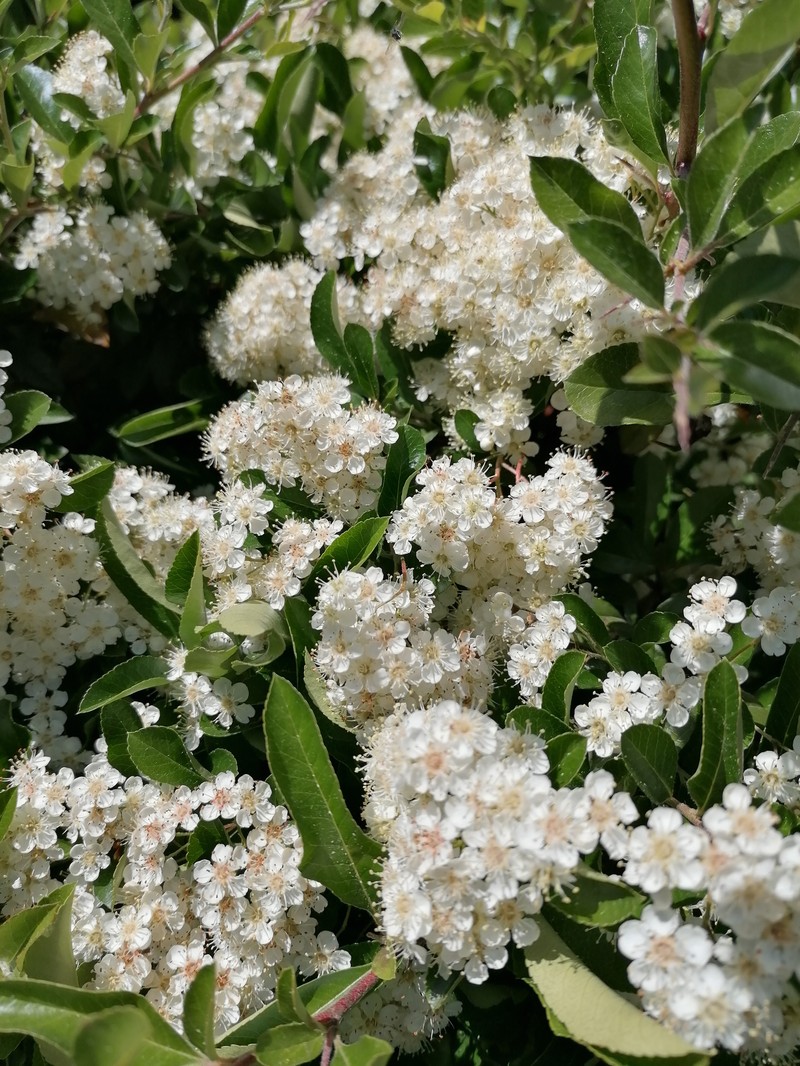 Scarlet Firethorn photo 2