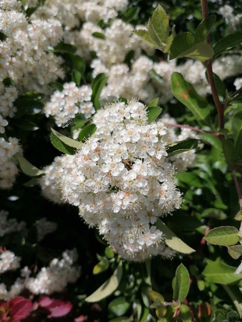 Scarlet Firethorn photo 3