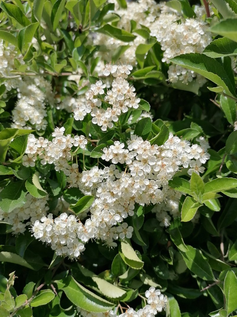 Scarlet Firethorn photo 6