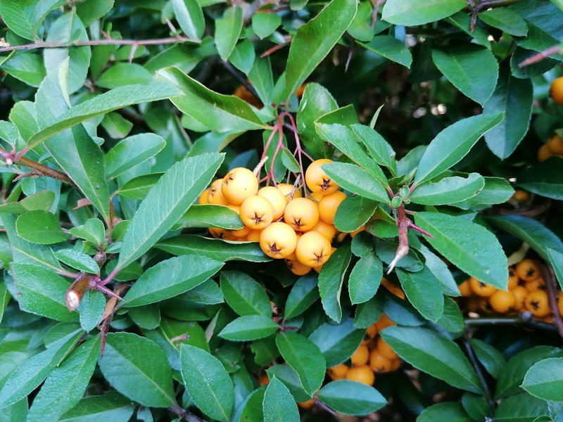Scarlet Firethorn photo 7