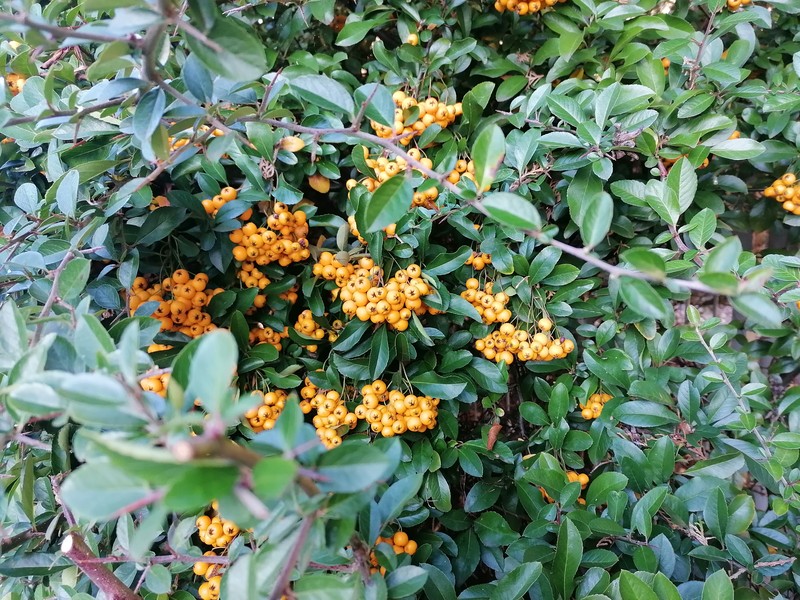 Scarlet Firethorn photo 8