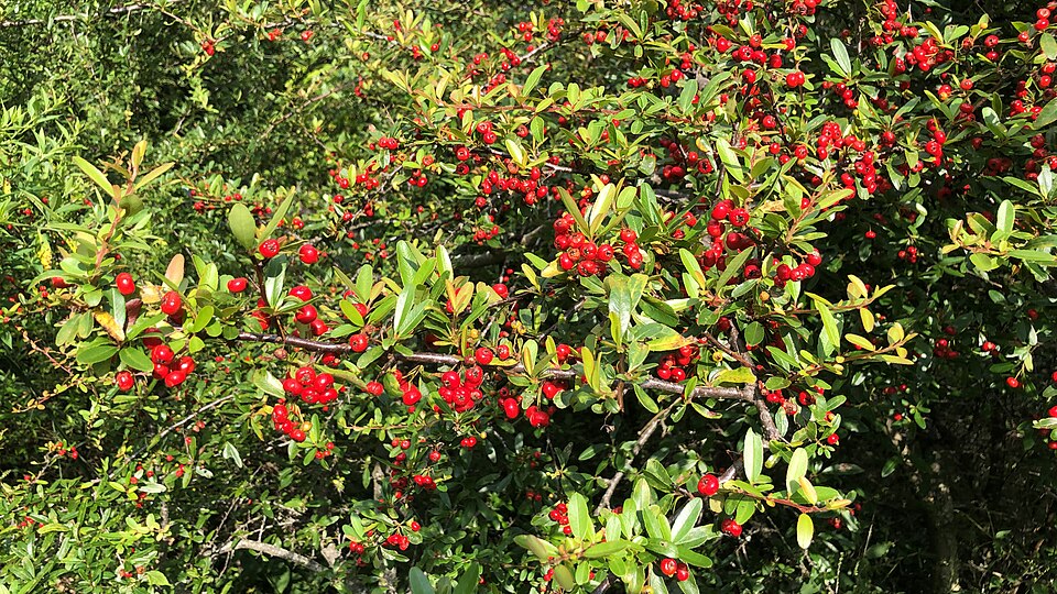 Nepalese Firethorn photo 4