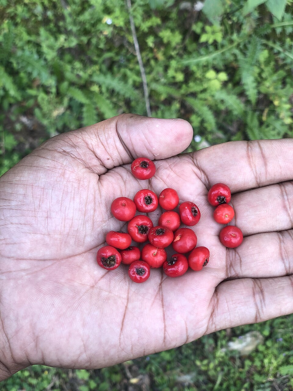 Nepalese Firethorn photo 5
